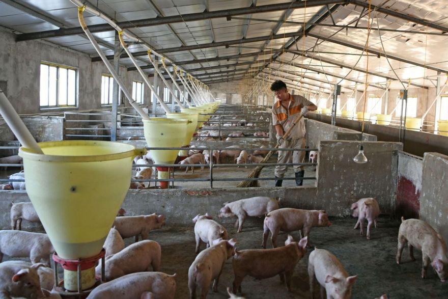 China urges regions to speed up pig breeding ahead of Lunar New Year ...